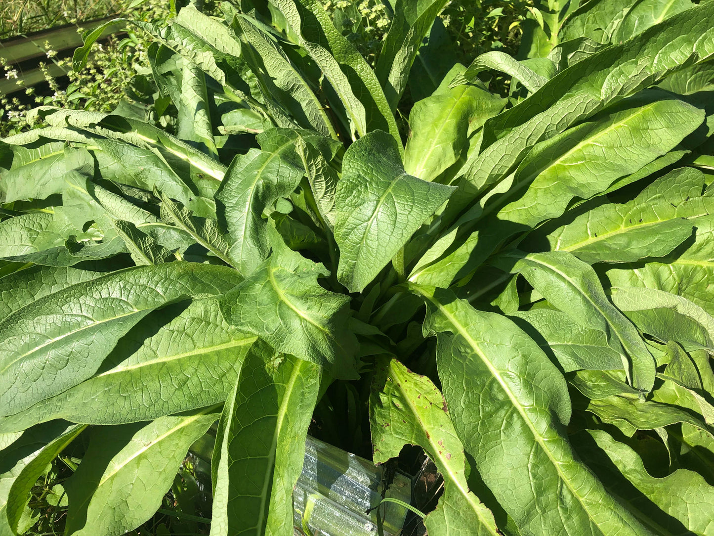 Comfrey Root Cuttings