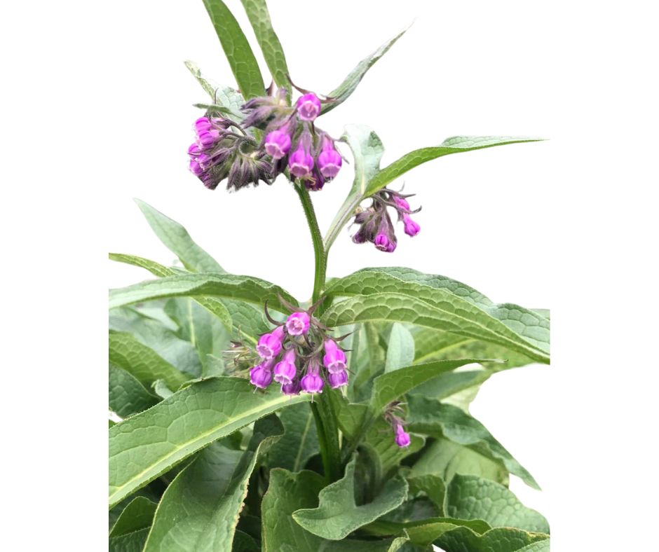 Comfrey Root Cuttings